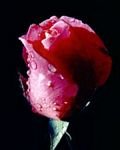 pic for Red rose